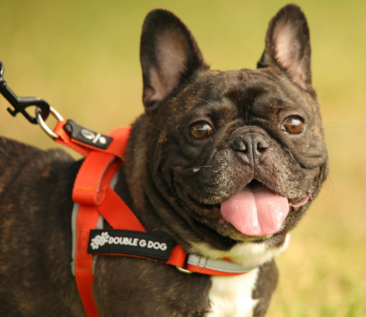 Happy Fall Orange - Double G Dog Gen I Harness - Double G Dog 