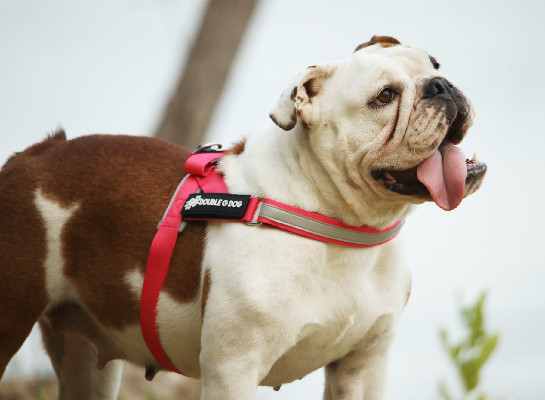 Bright Pink - Double G Dog Gen I Harness - Double G Dog 