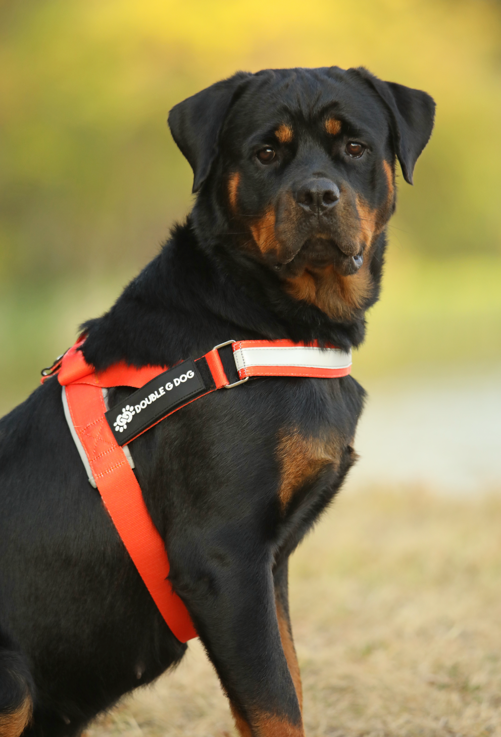 Happy Fall Orange - Double G Dog Gen I Harness - Double G Dog 