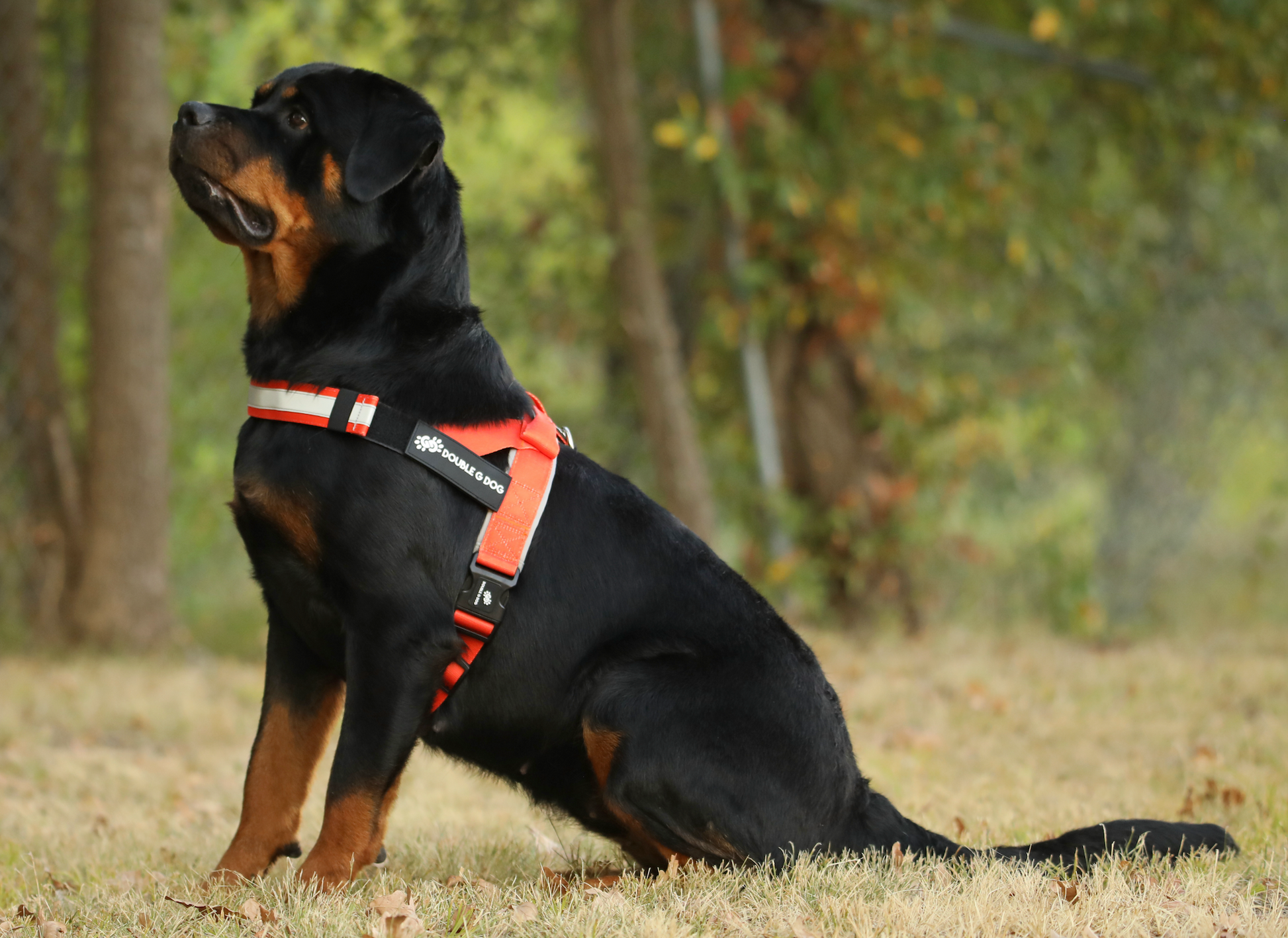 Happy Fall Orange - Double G Dog Gen I Harness - Double G Dog 