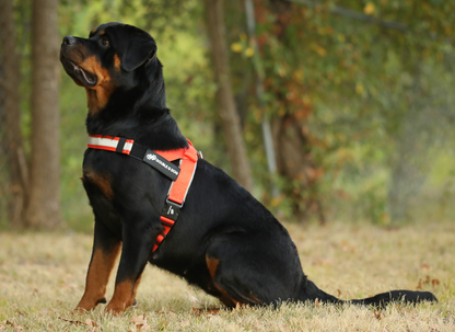 Happy Fall Orange - Double G Dog Gen I Harness - Double G Dog 