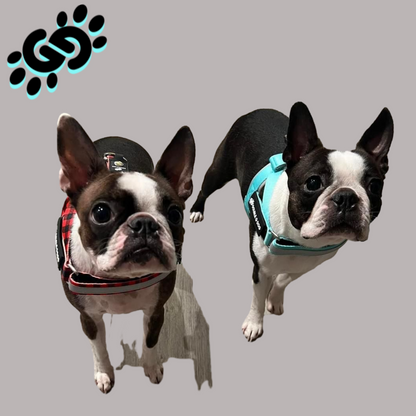 Marvelous Mint - Double G Dog Gen II Harness - Double G Dog 