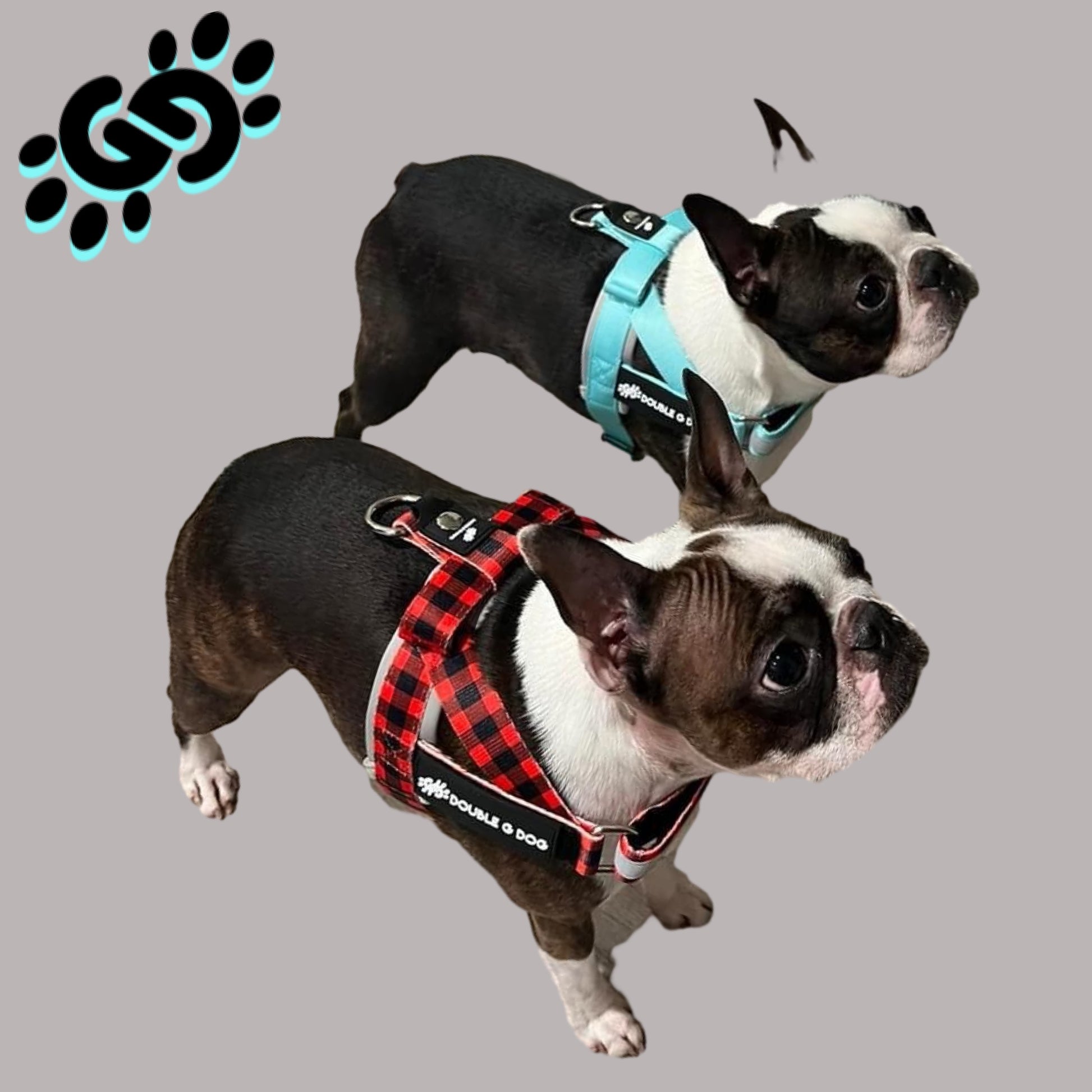 Marvelous Mint - Double G Dog Gen II Harness - Double G Dog 