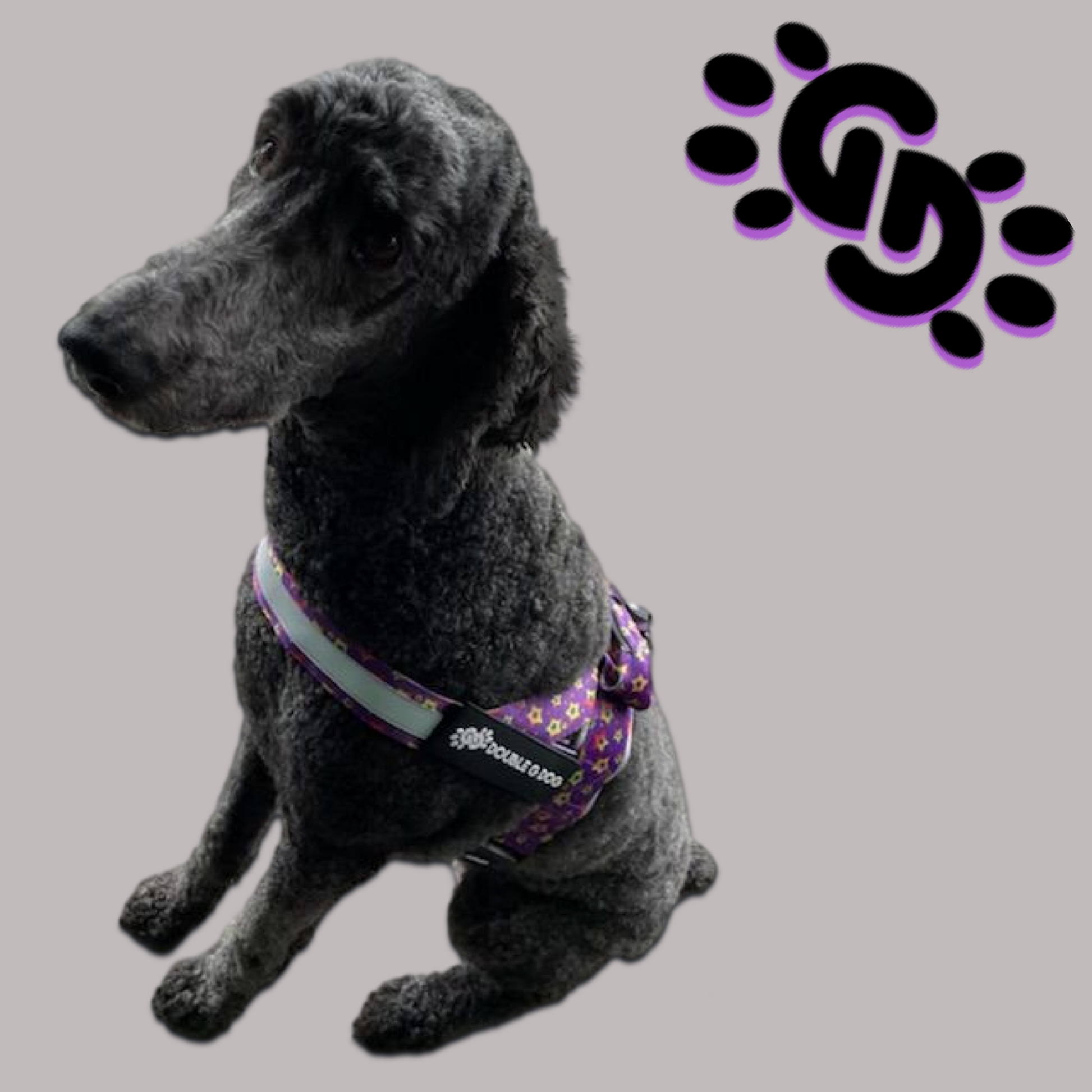 Sassy Stars - Double G Dog Gen II Harness - Double G Dog 