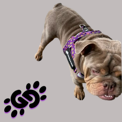 Sassy Stars - Double G Dog Gen II Harness - Double G Dog 